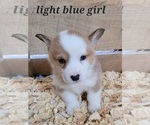 Small Photo #7 Pembroke Welsh Corgi Puppy For Sale in MARCELINE, MO, USA