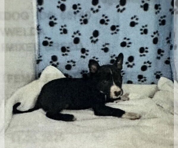 Medium Photo #2 Boston Huahua Puppy For Sale in Sanford, FL, USA