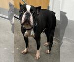 Small Boston Terrier