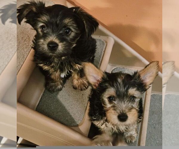 Yorkshire Terrier PUPPY FOR SALE ADN739508 Yorkshire Terrier puppies