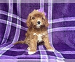 Small #8 Cavapoo