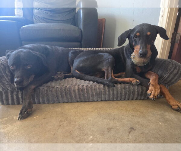 Medium Photo #2 Doberman Pinscher-Unknown Mix Puppy For Sale in Escondido, CA, USA