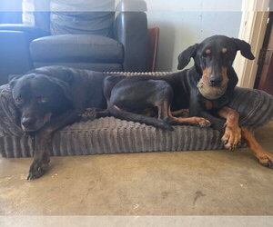 Beta - Female Doberman Pinscher-Unknown Mix Dog for Adoption - Photo #2