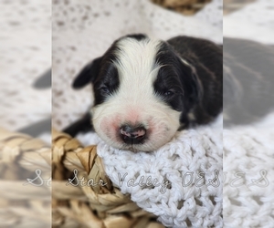 Old English Sheepdog Puppy for sale in SMOOT, WY, USA