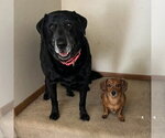 Small Labrador Retriever