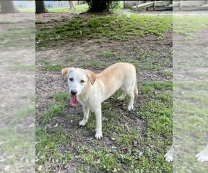 Labrador Retriever-white german shepherd Mix Dogs for adoption in Winston Salem, NC, USA