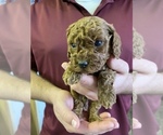 Small Photo #4 Goldendoodle-Poodle (Toy) Mix Puppy For Sale in YORBA LINDA, CA, USA