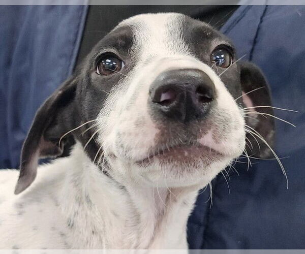 Medium Photo #1 Mutt Puppy For Sale in Royal Palm Beach, FL, USA