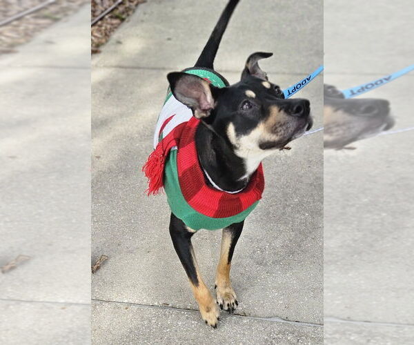 Medium Photo #5 Chihuahua-Unknown Mix Puppy For Sale in oakland, FL, USA