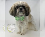 Small Shih Tzu