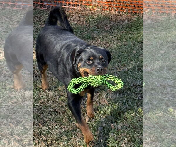Medium Photo #2 Rottweiler Puppy For Sale in Mooresville, NC, USA