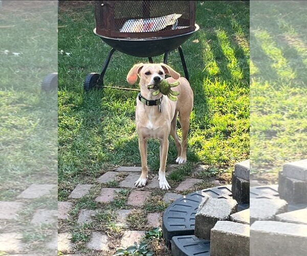 Medium Photo #5 Dachsador Puppy For Sale in Crystal, MN, USA