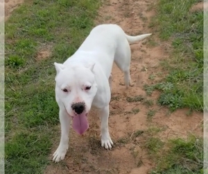 Mother of the Dogo Argentino puppies born on 06/13/2021