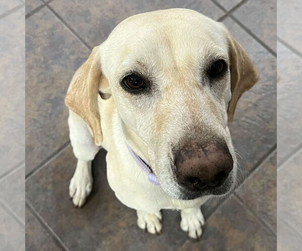 Medium Photo #3 Labrador Retriever Puppy For Sale in Fort Worth, TX, USA