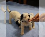 Small Photo #10 Goldendoodle Puppy For Sale in ALBION, IN, USA