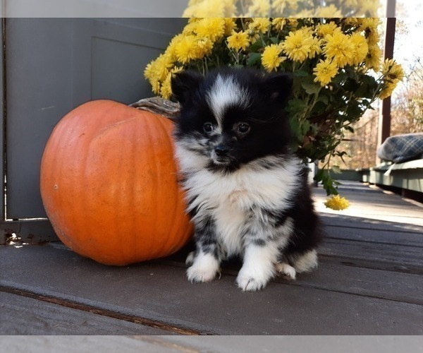 Medium Photo #2 Pomeranian Puppy For Sale in DINWIDDIE, VA, USA