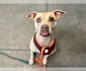 Labrador Retriever-Unknown Mix Dogs for adoption in Tavares, FL, USA