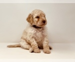 Small Photo #4 Goldendoodle Puppy For Sale in WEST LINN, OR, USA