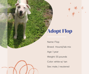 Flop - Male Mutt Dog for Adoption - Photo #3