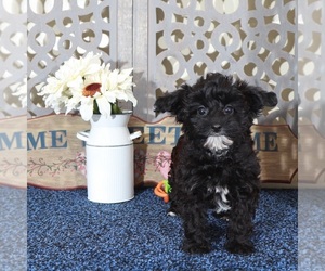 YorkiePoo Puppy for sale in MOUNT VERNON, OH, USA