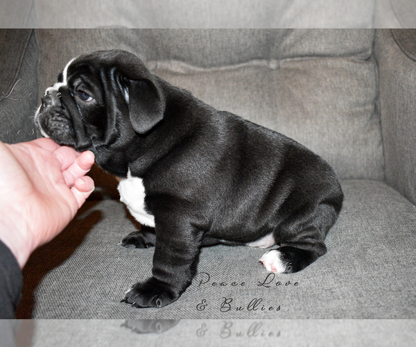 Medium Photo #6 English Bulldog Puppy For Sale in DERBY, KS, USA