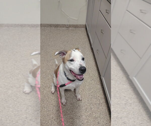 Medium Photo #2 Labrador Retriever-Unknown Mix Puppy For Sale in Great Bend, KS, USA