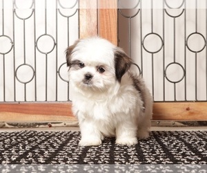 Medium Shih Tzu
