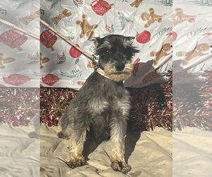 VIOLET/ ADOPTED - Female Mutt Dog for Adoption - Photo #2