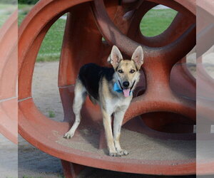 Harrison - Male German Shepherd Dog Dog for Adoption - Photo #24
