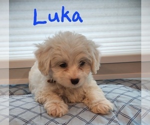 Cavachon Puppy for sale in BLUE MOUND, TX, USA
