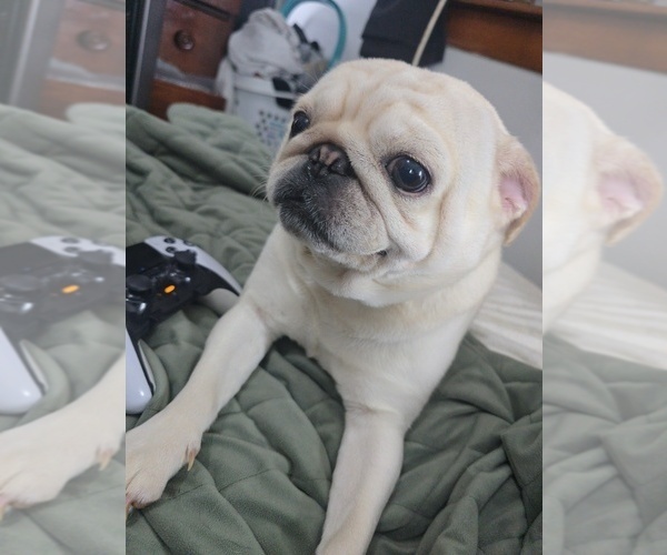 Medium Photo #1 Pug Puppy For Sale in NEW IPSWICH, NH, USA