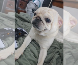 Father of the Pug puppies born on 09/10/2025