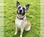 Small #1 American Pit Bull Terrier Mix