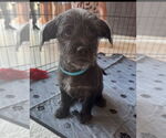 Small #1 Havanese Mix