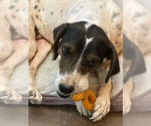 Dale - Male Pointer-Unknown Mix Dog for Adoption - Photo #8