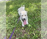 Small #1 Carolina Dog Mix