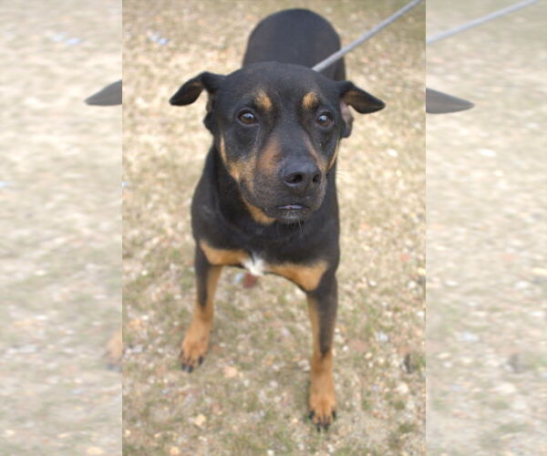 Medium Photo #1 Mutt Puppy For Sale in Jackson, MS, USA