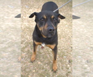 Mutt Dogs for adoption in Jackson, MS, USA