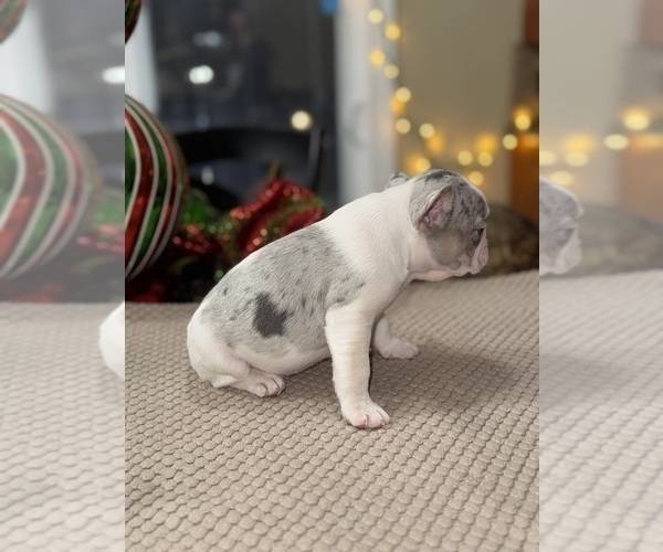 Medium Photo #89 French Bulldog Puppy For Sale in HILTON, NY, USA