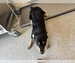 German Shepherd Dog-Unknown Mix Dogs for adoption in Visalia, CA, USA