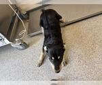 Small German Shepherd Dog Mix