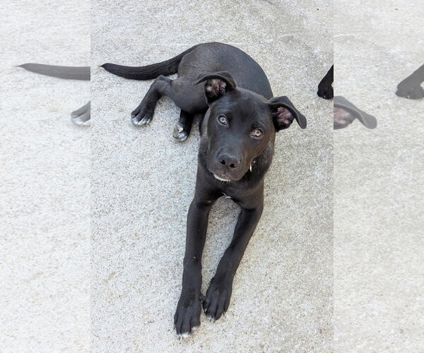 Medium Photo #14 American Pit Bull Terrier-German Shepherd Dog Mix Puppy For Sale in White Bluff, TN, USA
