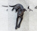 Small #13 American Pit Bull Terrier-German Shepherd Dog Mix