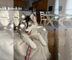 Small Photo #5 Pomsky Puppy For Sale in CARY, NC, USA