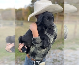 Gollie Puppy for sale in KINGSPORT, TN, USA