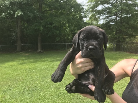 Medium Photo #1 Cane Corso Puppy For Sale in SAFETY HARBOR, FL, USA