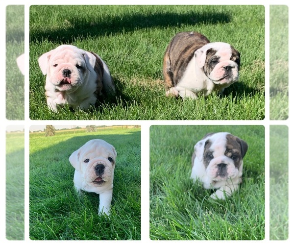 Medium Photo #1 Bulldog Puppy For Sale in NEW PLYMOUTH, ID, USA
