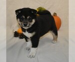 Small Photo #4 Shiba Inu Puppy For Sale in THREE RIVERS, MI, USA