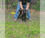 Small #6 Lab-Pointer