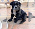 Small #2 Bulldog-Labrador Retriever Mix